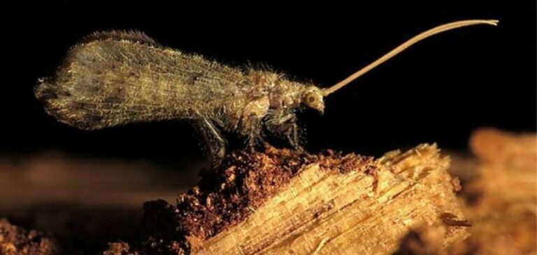 Les pets mortels de la chrysope perlée