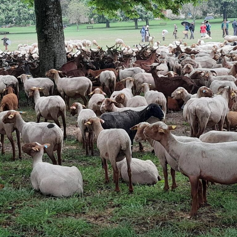 En attendant « de la Saint-Jean à la Saint Michel »….