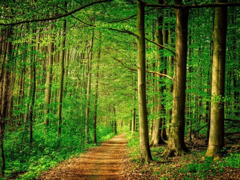 La Forêt s’Invite Chez Vous