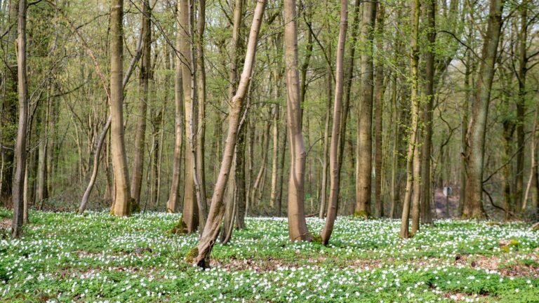 « Des forêts et des hommes »