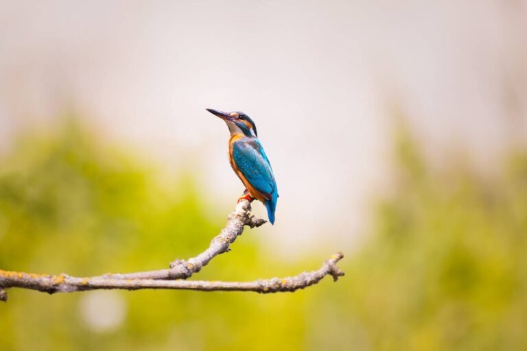 Biodiversité de Vence