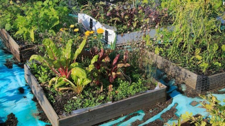 Jardinage Collectif à Grasse :