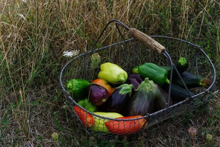 Découvrez la Richesse des Producteurs Bio Locaux