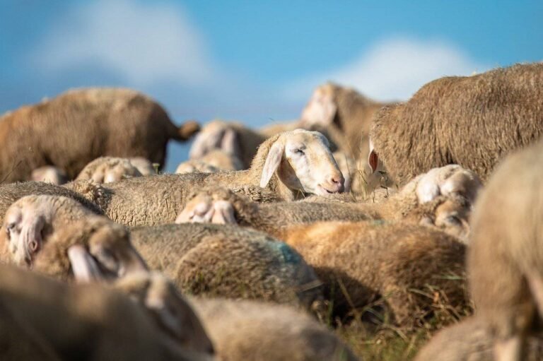 Des moutons à la papeterie