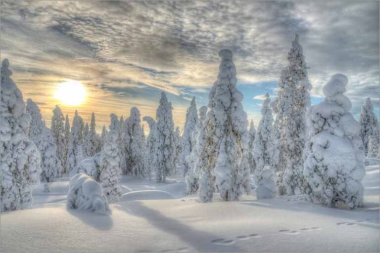 La forêt s’invite chez vous
