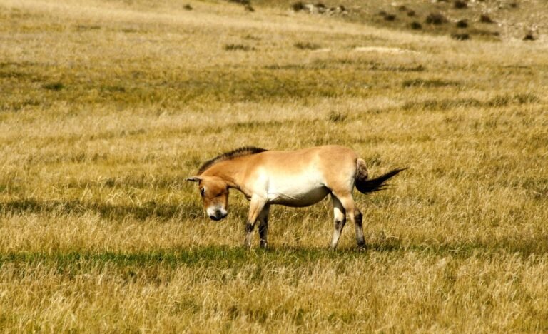 Le cheval de Przewalski et Tchernobyl