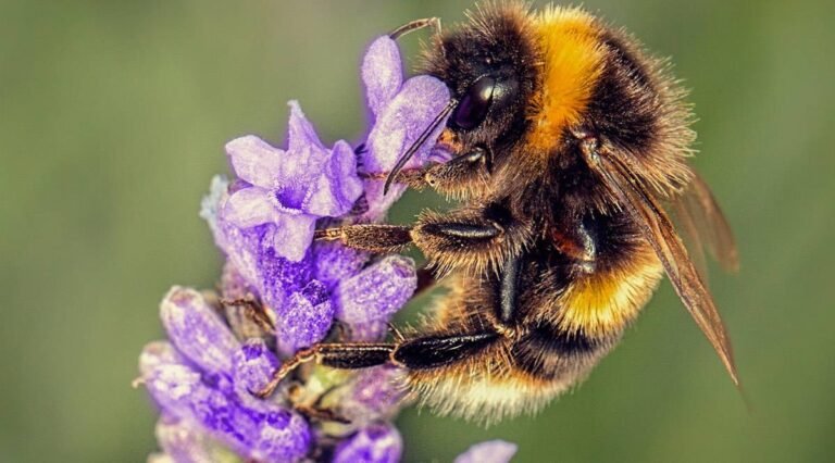 Des millions d’abeilles se ruent sur la lavande