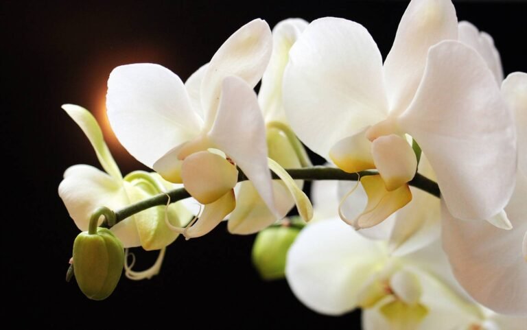 Les fascinantes orchidées