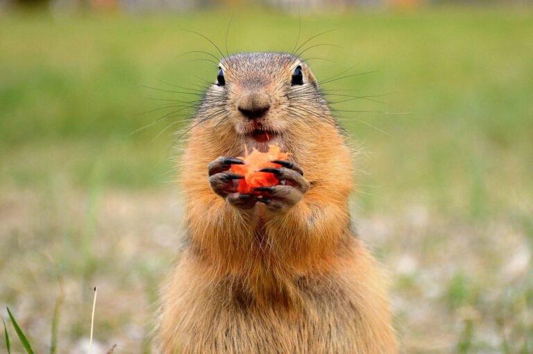 Attention aux marmottes !