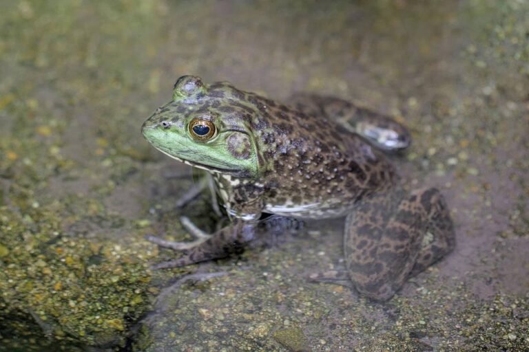 Les amphibiens, bioindicateurs des milieux Aquatiques