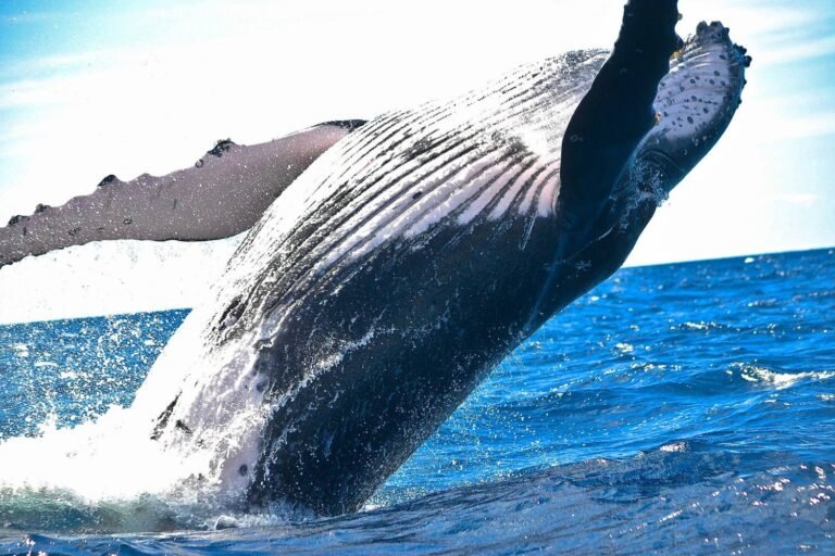 Des nouvelles de la baleine grise…