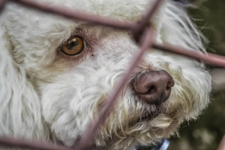 Abandons d’animaux