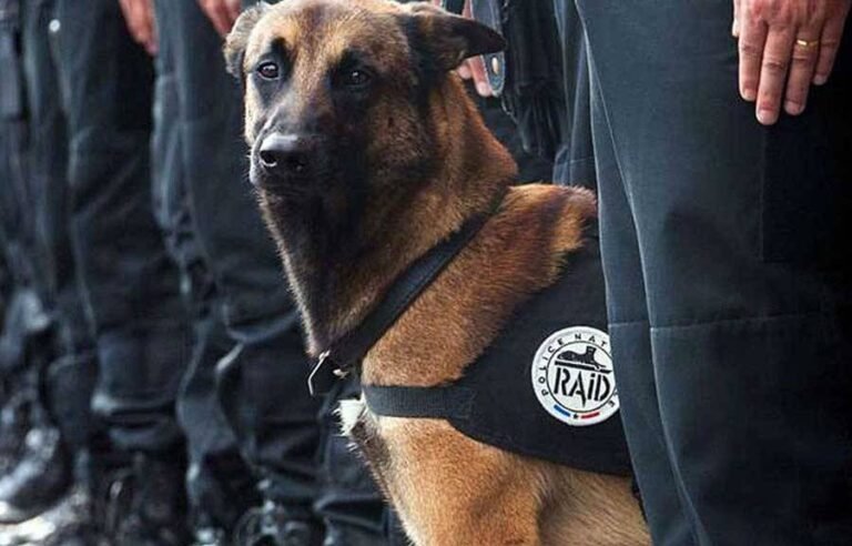 Remise du trophée de « chien héros »