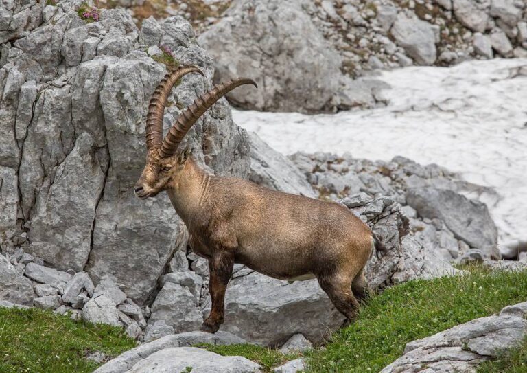 Le Mercantour