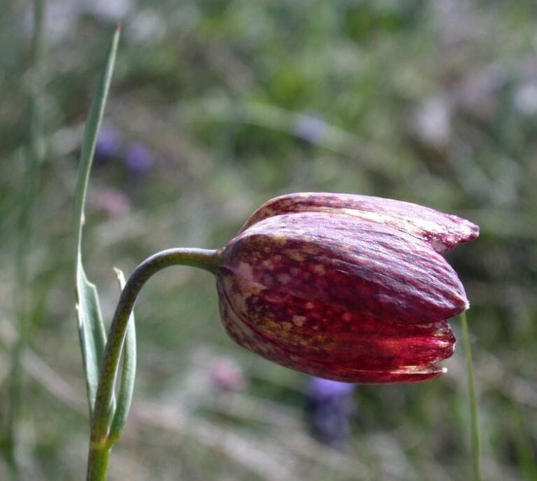 La fritillaire de Caussols