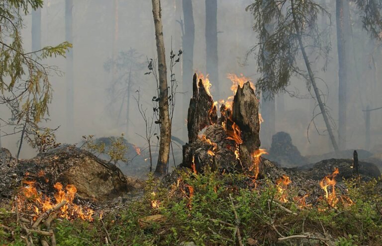 Feux de forêt : risque très sévère