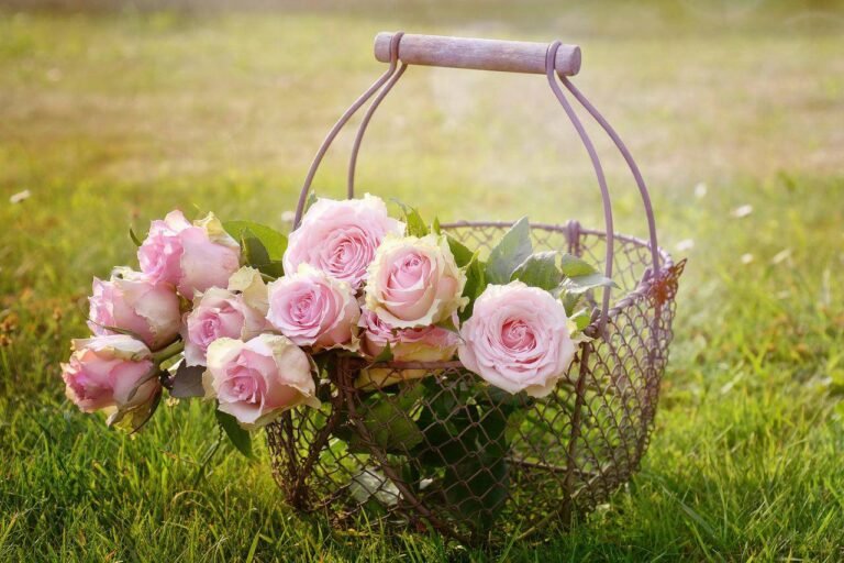 En 2022, une Rose, une Caresse