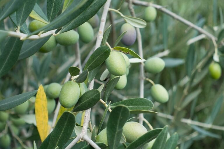 Une grande collecte d&rsquo;olives !
