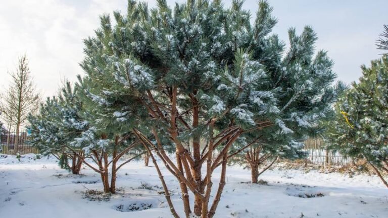L’hiver en forêt, troisième partie