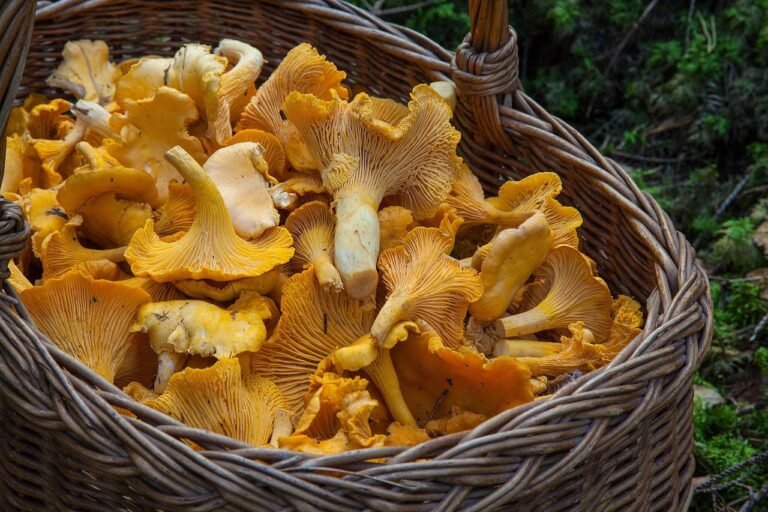 Plongée dans le monde fascinant des champignons à Saint-Auban
