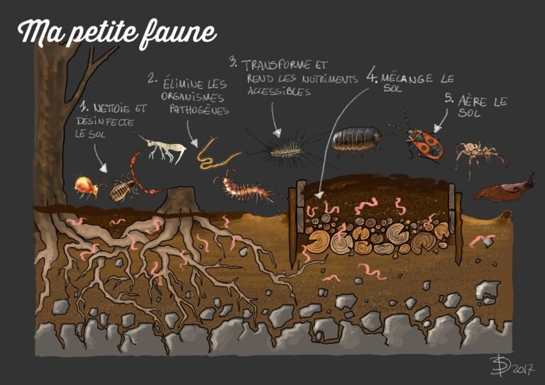 Petite faune du sol, grands effets pour le jardin