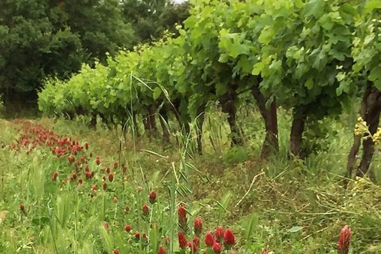 Promouvoir une viticulture durable et responsable