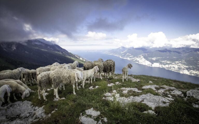 Mouton de Panurge