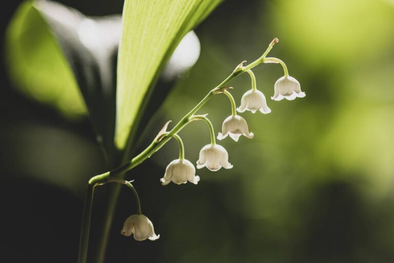 Le muguet à l’honneur
