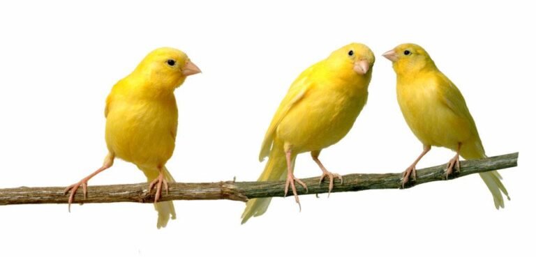 Ouvrez, ouvrez la cage aux oiseaux