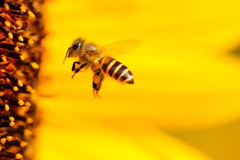 Jardinage & Apiculture