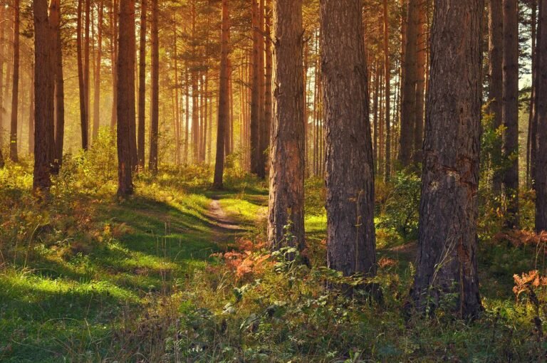 Forêts : 10 milliards d&rsquo;euros sur 10 ans