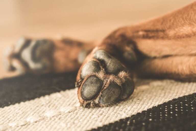 On retrouve un chien grâce aux réseaux sociaux !