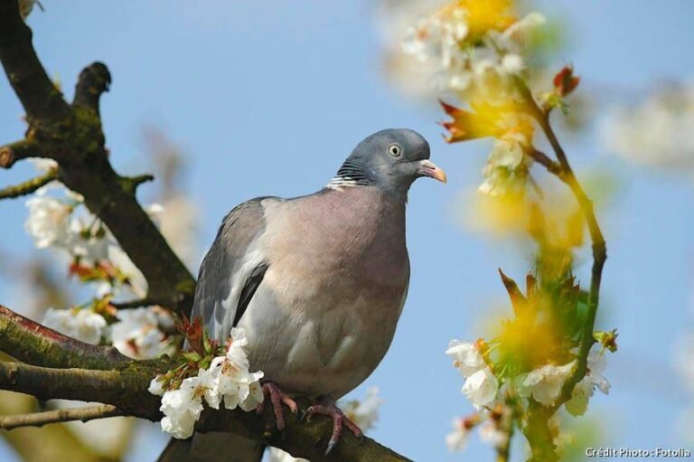 Le Pigeon Ramier