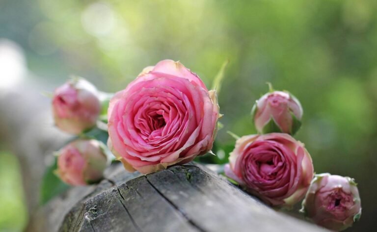 Grasse célèbre la Rose