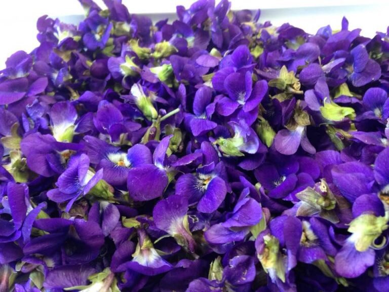 La fête de la violette fait son retour