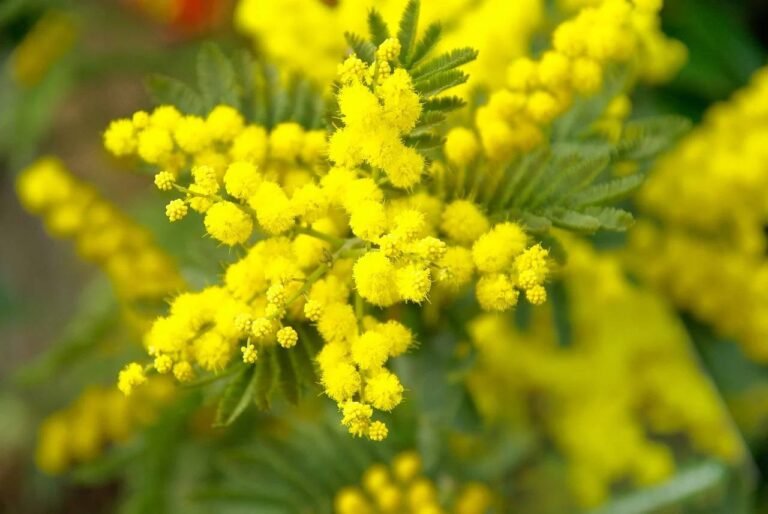 Marché du Mimosa