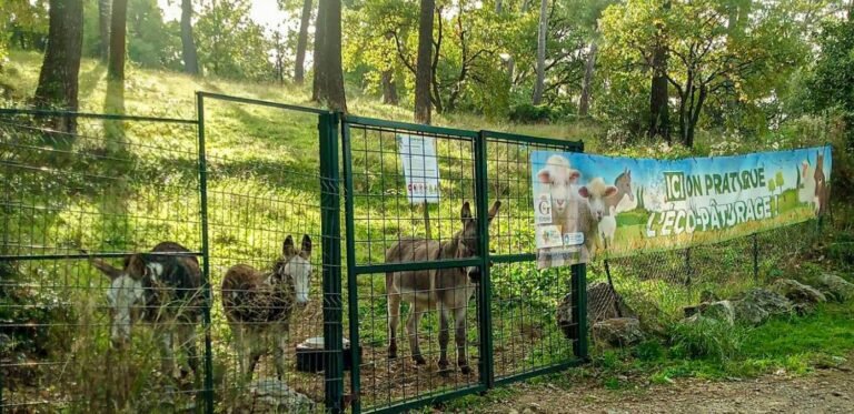 Eco-pâturage en pays de Grasse Acte II