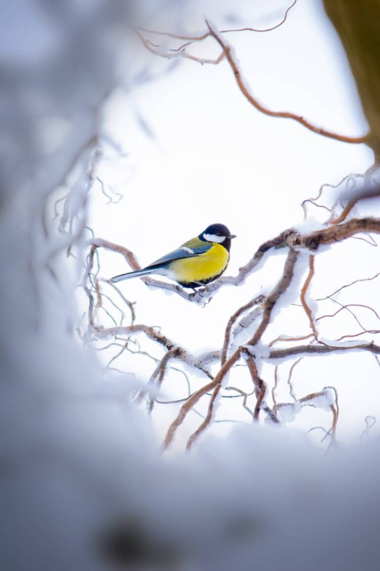 Week-end national du comptage des oiseaux