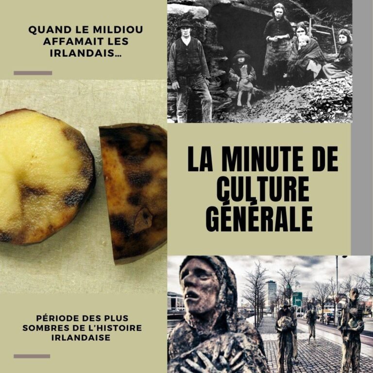 Quand le mildiou affamait les irlandais…