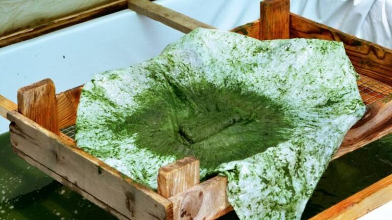 Stage de culture de spiruline naturelle intégrée