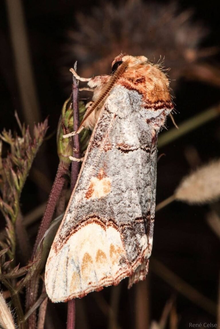 CHASSE PHOTOGRAPHIQUE AUX PAPILLONS DE NUIT