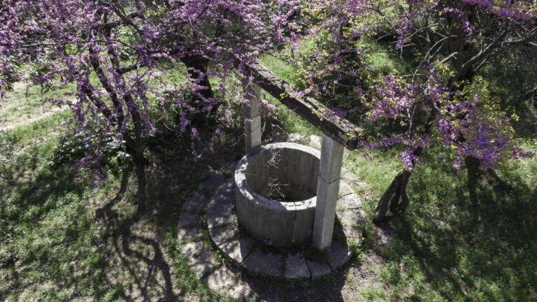 Jardin de plantes à parfum