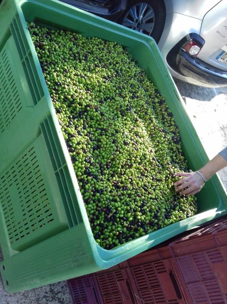 L’Olive du pré de Spéracèdes vous attend !