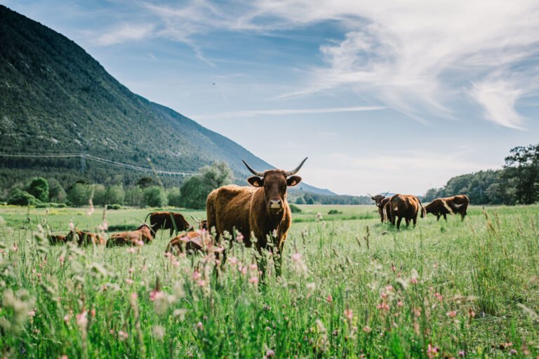 Découvrez l&rsquo;Agriculture Locale et Solidaire à Valderoure
