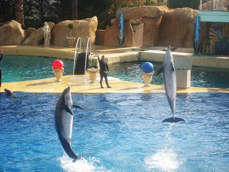 Marineland : la fermeture annoncée d’un monument azuréen suscite l’émotion