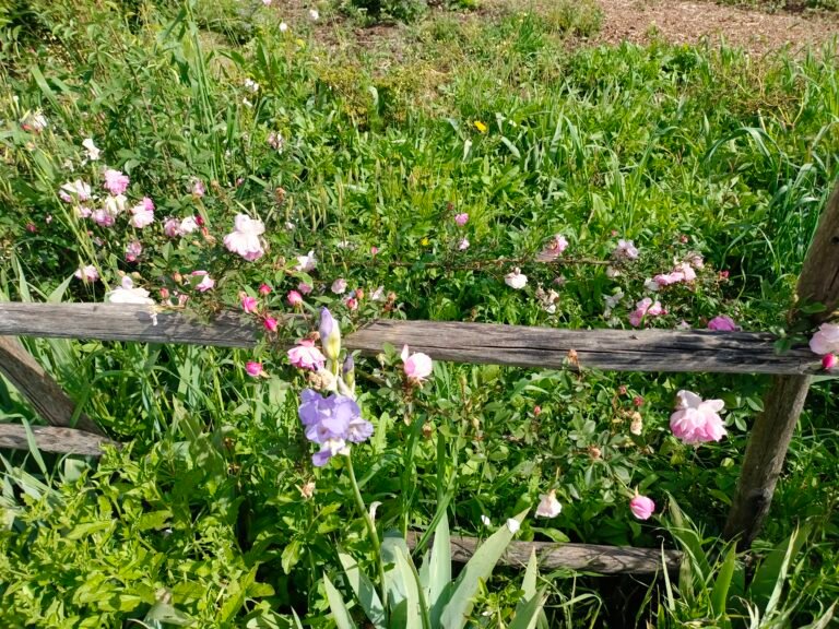 🌿🌺🌟 les Jardins du MIP réouvrent leurs portes !