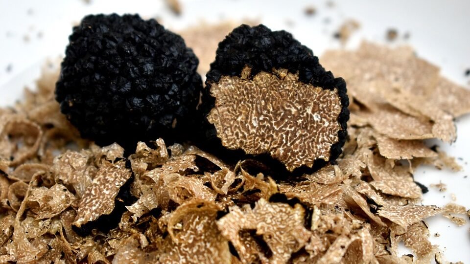 Fin de saison pour la truffe noire