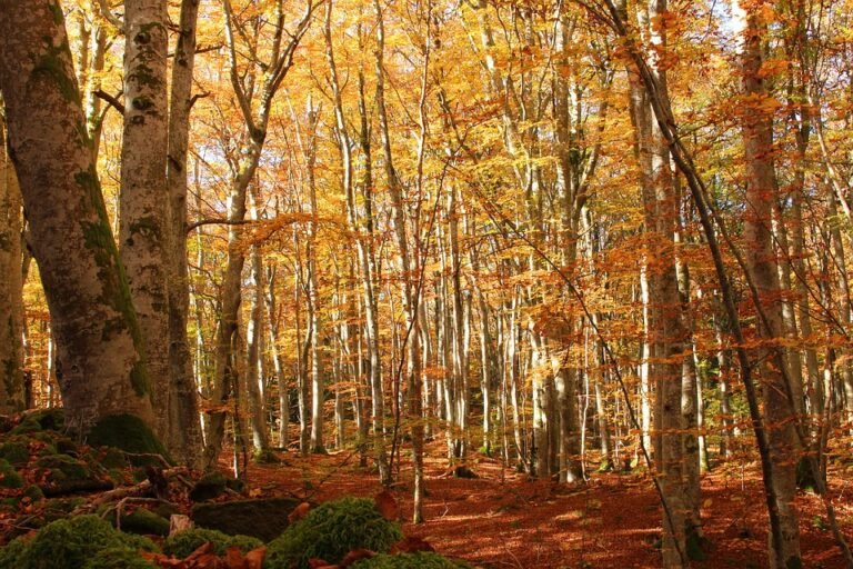 Forêts en scène : une immersion au cœur des espaces verts avec l’ONF