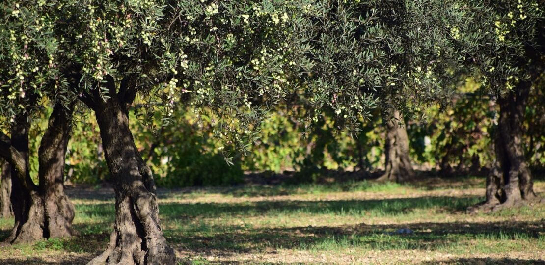 Fête de l’Olive au Cannet