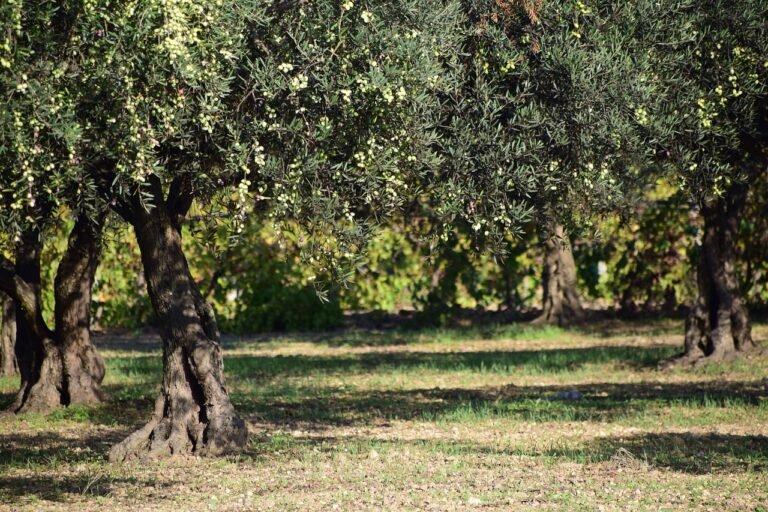Fête de l’Olive au Cannet : Une journée de saveurs et de traditions ! 🌿🎉